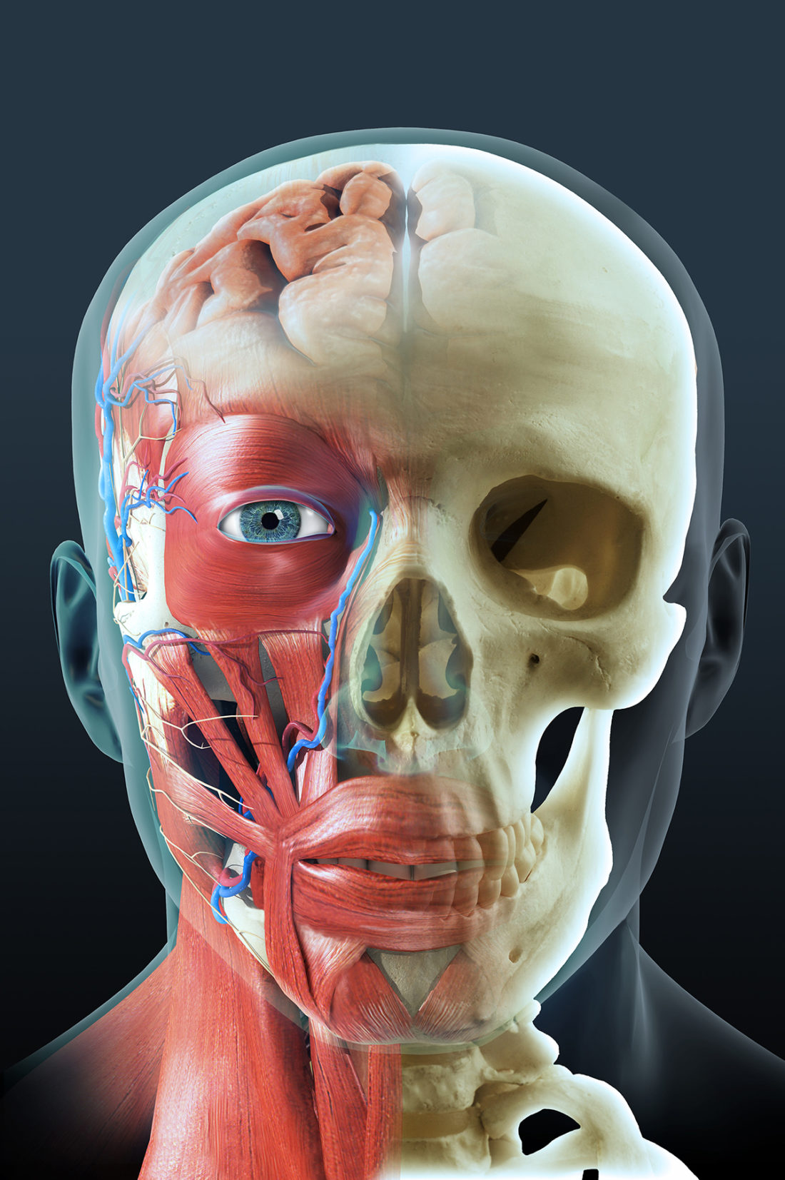 anatomy of the head drawing