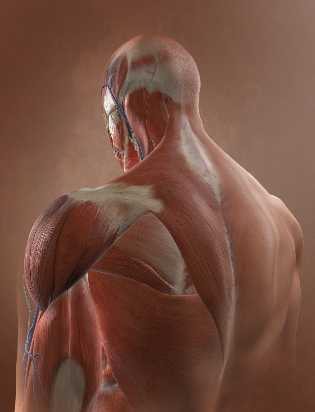 Back Muscles - A KYU Design